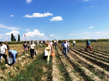 День поля на базе СГТОВ «Плодородие-Агро» - 19.08.16